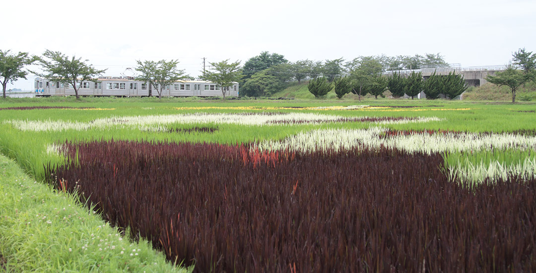 田んぼアート2018 田舎館村
