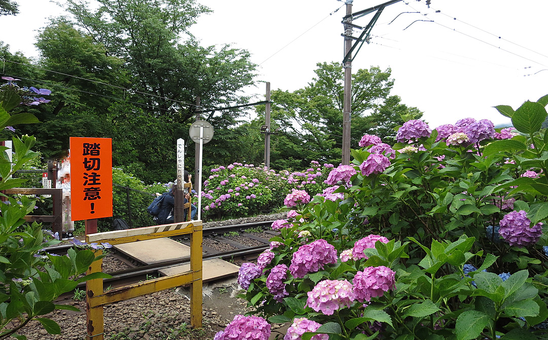 箱根登山鉄道と紫陽花