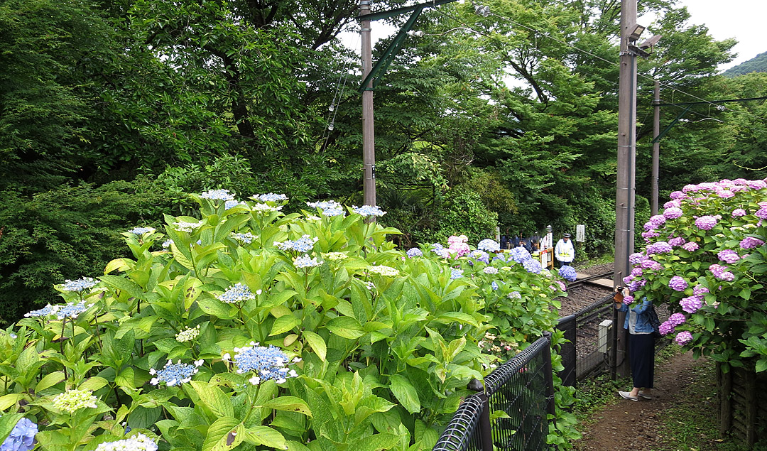 箱根登山鉄道と紫陽花