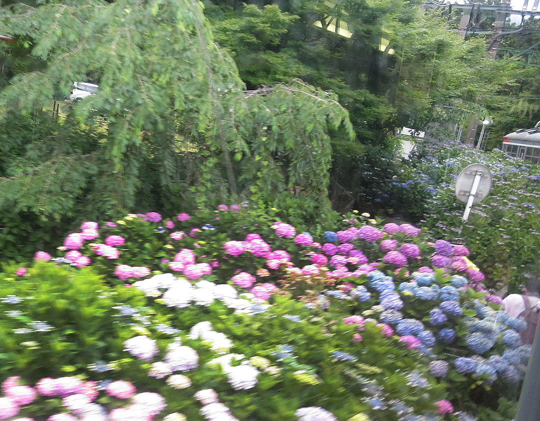 箱根登山鉄道紫陽花