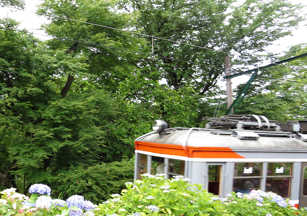 箱根登山鉄道と紫陽花