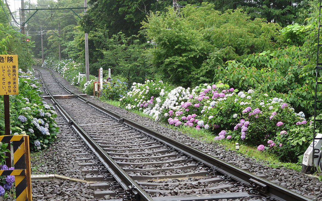 箱根登山鉄道紫陽花