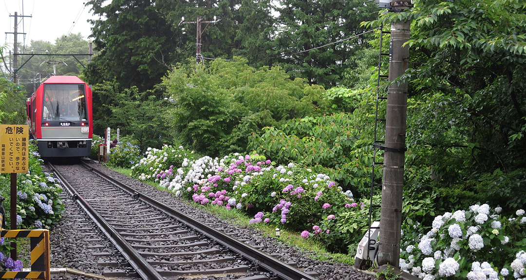 箱根登山鉄道紫陽花