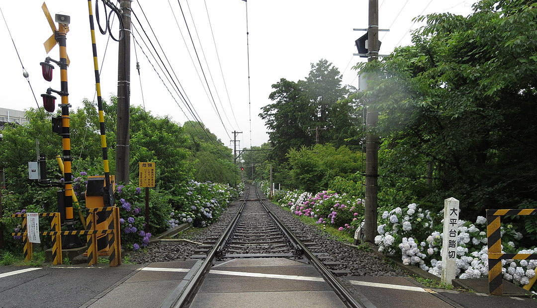 箱根登山鉄道紫陽花